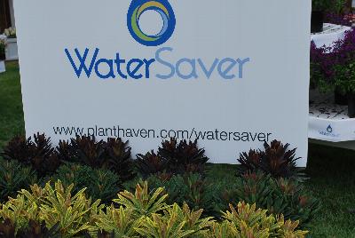 New for 2016 as seen @ PlantHaven Spring Trials 2016: The Euphorbia WaterSaver™ Collection, featuring colorful foliage and flowers.  Great for low-water landscapes.  Also great as an impulse plant with a long season of interest.  Strong, compact habit, 24 x 24 inches at maturity.  Finish Times: 10-12 wks (qt) and 10-14 wks (gal).  USDA Zone 5b-6b.  Featuring 'Ascot Rainbow', 'Blackbird' and 'Tiny Tim'