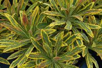 WaterSaver™ Euphorbia Ascot Rainbow -- New for 2016 as seen @ PlantHaven Spring Trials 2016: The Euphorbia WaterSaver™ Collection, featuring colorful foliage and flowers.  Great for low-water landscapes.  Also great as an impulse plant with a long season of interest.  Strong, compact habit, 24 x 24 inches at maturity.  Finish Times: 10-12 wks (qt) and 10-14 wks (gal).  USDA Zone 5b-6b.  Featuring 'Ascot Rainbow', 'Blackbird' and 'Tiny Tim'