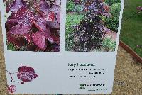  Cercis Ruby Falls -- New for 2016 as seen @ PlantHaven Spring Trials 2016: Cercis 'Ruby Falls' offers a unique, weeping habit, bred for great garden performance.  Attractive purple flowers and an elegant weeping habit 6 x 4 feet at maturity.  Approximate finish 24: mos. (5-gal) to 36  mos (15 gal).  Zone 5b (-15F)
