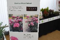 Dianthus Pinball Wizard -- New for 2016 as seen @ PlantHaven Spring Trials 2016.  Dianthus 'Pinball Wizard', a PINKS by Whetman brand.  Masses of lacy pink and white striped flowers.  Highly scented double flowers, repeat flowering.  Blue silver foliage, with a tight, clumping habit of 12 x 12 inches at maturity.  Finish in 8-10 wks (qt) or 10-12 wks. (gal).  Zone 5 (-20F).