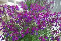 VIBE® Salvia Ignition Purple -- New for 2016 as seen @ PlantHaven Spring Trials 2016. Super-compact, most dwarf to date.  Masses of medium-sized, deep-purple flowers.  Great for low water usage landscapes.  Tight clumping habit of 24 x 24 inches at maturity.  Finish in 6-8 wks. (qt) and 10-12 wks. (gal).  Zone 7 (15F).