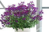 VIBE® Salvia Ignition Purple -- New for 2016 as seen @ PlantHaven Spring Trials 2016. Super-compact, most dwarf to date.  Masses of medium-sized, deep-purple flowers.  Great for low water usage landscapes.  Tight clumping habit of 24 x 24 inches at maturity.  Finish in 6-8 wks. (qt) and 10-12 wks. (gal).  Zone 7 (15F).