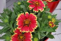 Sunset Gaillardia Snappy -- New for 2016 as seen @ PlantHaven Spring Trials 2016.  Brilliant red center with creamy yellow rim, with prolific flowering.  Stunning!