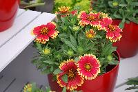 Sunset Gaillardia Snappy -- New for 2016 as seen @ PlantHaven Spring Trials 2016.  Brilliant red center with creamy yellow rim, with prolific flowering.  Stunning!