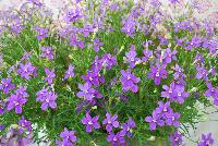 FIZZ N POP™ Isotoma Glowing Violet -- New for 2016 as seen @ PlantHaven Spring Trials 2016.  A Thompson & Morgan breeding specimen featuring outrageous large flowers up to 1.5 inches in size.  Bred for long season of interest in patio pots and containers.  Increased heat tolerance.  Tight clumping habit of 12 x 12 inches at maturity.