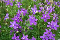 FIZZ N POP™ Isotoma Glowing Violet -- New for 2016 as seen @ PlantHaven Spring Trials 2016.  A Thompson & Morgan breeding specimen featuring outrageous large flowers up to 1.5 inches in size.  Bred for long season of interest in patio pots and containers.  Increased heat tolerance.  Tight clumping habit of 12 x 12 inches at maturity.