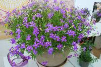 FIZZ N POP™ Isotoma Glowing Violet -- New for 2016 as seen @ PlantHaven Spring Trials 2016.  A Thompson & Morgan breeding specimen featuring outrageous large flowers up to 1.5 inches in size.  Bred for long season of interest in patio pots and containers.  Increased heat tolerance.  Tight clumping habit of 12 x 12 inches at maturity.