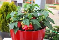 PATIO LANTERN™ Abutilon Passion -- New for 2016 as seen @ PlantHaven Spring Trials 2016.  A super-compact, most dwarf to date specimen.  Large, bell-shaped blooms in appealing watermelon-pink tones.  Bred for long season of interest in patio pots and containers.  Tight clumping habit of 8 x 8 inches at maturity.