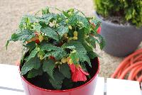 PATIO LANTERN™ Abutilon Passion -- New for 2016 as seen @ PlantHaven Spring Trials 2016.  A super-compact, most dwarf to date specimen.  Large, bell-shaped blooms in appealing watermelon-pink tones.  Bred for long season of interest in patio pots and containers.  Tight clumping habit of 8 x 8 inches at maturity.