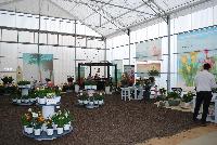  -- Welcome to Flamingo Holland @ GroLink Spring Trials 2016, featuring new and existing Calla, Freesia, Astilbe, Echinacea, Heuchera.   And, of course, their full line of Asiatic Lilies, incuding the new Matrix Series, alongside several other potted plant crops.