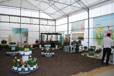 Welcome to Flamingo Holland @ GroLink Spring Trials 2016, featuring new and existing Calla, Freesia, Astilbe, Echinacea, Heuchera.   And, of course, their full line of Asiatic Lilies, incuding the new Matrix Series, alongside several other potted plant crops.