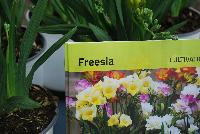 Freesia hybrida  -- Welcome to Flamingo Holland @ GroLink Spring Trials 2016, an industry leader in Freesia among several other crops.
