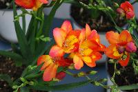 Lovely Freesia hybrida Romance -- Welcome to Flamingo Holland @ GroLink Spring Trials 2016, an industry leader in Freesia among several other crops.