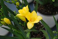 Lovely Freesia hybrida Yellow -- Welcome to Flamingo Holland @ GroLink Spring Trials 2016, an industry leader in Freesia among several other crops.