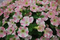 Surfinia® Petunia Heartbeat -- New from Suntory Flowers as seen @ Spring Trials, 2016.  An adorable novelty petunia with heart-shaped pattern that will woo your customers!  The heart pattern changes with the plant's condition, telling the consumer it needs more fertilizer or if it is too hot outside.  The heart grows with happiness. A great addition to the Surfinia® Series.