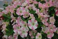 Surfinia® Petunia Heartbeat -- New from Suntory Flowers as seen @ Spring Trials, 2016.  An adorable novelty petunia with heart-shaped pattern that will woo your customers!  The heart pattern changes with the plant's condition, telling the consumer it needs more fertilizer or if it is too hot outside.  The heart grows with happiness. A great addition to the Surfinia® Series.