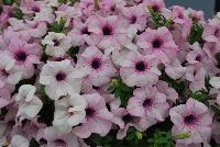 Surfinia® Sumo Petunia Glacial Pink -- New from Suntory Flowers as seen @ Spring Trials, 2016.  The Surfinia® Sumo Series of petunia includes the new 'Glacal Pink', all perfect for large containers and beds as well as larger pots.  The new 'Glacial Pink' is most vigorous with volume, the 'Bold Lilac' being most compact.  Garden Trial Awards as 'Top Performer' and 'The 2015 Top Ten'.