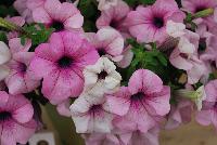 Surfinia® Sumo Petunia Glacial Pink -- New from Suntory Flowers as seen @ Spring Trials, 2016.  The Surfinia® Sumo Series of petunia includes the new 'Glacal Pink', all perfect for large containers and beds as well as larger pots.  The new 'Glacial Pink' is most vigorous with volume, the 'Bold Lilac' being most compact.  Garden Trial Awards as 'Top Performer' and 'The 2015 Top Ten'.