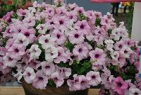 Surfinia® Sumo Petunia Glacial Pink -- New from Suntory Flowers as seen @ Spring Trials, 2016.  The Surfinia® Sumo Series of petunia includes the new 'Glacal Pink', all perfect for large containers and beds as well as larger pots.  The new 'Glacial Pink' is most vigorous with volume, the 'Bold Lilac' being most compact.  Garden Trial Awards as 'Top Performer' and 'The 2015 Top Ten'.