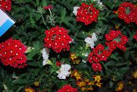  COMBO Bee Gorgeous -- New from Suntory Flowers as seen @ Spring Trials, 2016.  A Bee-you-tee-ful combination featuring Beedance™ Bidens 'Red Stripe', Temari™ Verbena 'Trailing Cherry Red' and Surfinia® Summer Double® 'White'.