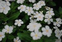 Soiree™ Ka-wa-i-i Catharanthus Pure White -- New from Suntory Flowers as seen @ Spring Trials, 2016.  Two new colors to add to the Soiree™ Ka-wa-i-i series of Catharanthus: 'Pink Peppermint' and 'Pure White', offering tiny but terrific flowers and a habit which is compact yet provides superior branching.  Adds to existing 'Pink', 'Coral' and 'Lavender'.