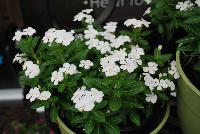 Soiree™ Ka-wa-i-i Catharanthus Pure White -- New from Suntory Flowers as seen @ Spring Trials, 2016.  Two new colors to add to the Soiree™ Ka-wa-i-i series of Catharanthus: 'Pink Peppermint' and 'Pure White', offering tiny but terrific flowers and a habit which is compact yet provides superior branching.  Adds to existing 'Pink', 'Coral' and 'Lavender'.