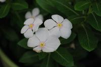 Soiree™ Ka-wa-i-i Catharanthus Pure White -- New from Suntory Flowers as seen @ Spring Trials, 2016.  Two new colors to add to the Soiree™ Ka-wa-i-i series of Catharanthus: 'Pink Peppermint' and 'Pure White', offering tiny but terrific flowers and a habit which is compact yet provides superior branching.  Adds to existing 'Pink', 'Coral' and 'Lavender'.