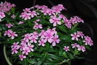 Soiree™ Ka-wa-i-i Catharanthus Pink Peppermint -- New from Suntory Flowers as seen @ Spring Trials, 2016.  Two new colors to add to the Soiree™ Ka-wa-i-i series of Catharanthus: 'Pink Peppermint' and 'Pure White', offering tiny but terrific flowers and a habit which is compact yet provides superior branching.  Adds to existing 'Pink', 'Coral' and 'Lavender'.