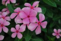 Soiree™ Ka-wa-i-i Catharanthus Pink Peppermint -- New from Suntory Flowers as seen @ Spring Trials, 2016.  Two new colors to add to the Soiree™ Ka-wa-i-i series of Catharanthus: 'Pink Peppermint' and 'Pure White', offering tiny but terrific flowers and a habit which is compact yet provides superior branching.  Adds to existing 'Pink', 'Coral' and 'Lavender'.