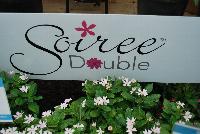 Soiree™ Double Catharanthus  -- New from Suntory Flowers as seen @ Spring Trials, 2016. A new color to add to the Soiree™ Double series of Catharanthus: 'Orchid' which adds to existing 'White' and 'Pink'.