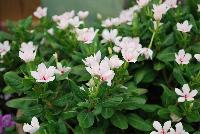 Soiree™ Double Catharanthus White -- From Suntory Flowers as seen @ Spring Trials, 2016. A new color to add to the Soiree™ Double series of Catharanthus: 'Orchid' which adds to existing 'White' and 'Pink'.