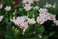 Soiree™ Double Catharanthus White -- From Suntory Flowers as seen @ Spring Trials, 2016. A new color to add to the Soiree™ Double series of Catharanthus: 'Orchid' which adds to existing 'White' and 'Pink'.