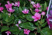 Soiree™ Double Catharanthus Pink -- From Suntory Flowers as seen @ Spring Trials, 2016. A new color to add to the Soiree™ Double series of Catharanthus: 'Orchid' which adds to existing 'White' and 'Pink'.