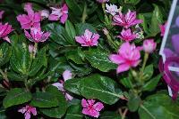 Soiree™ Double Catharanthus Pink -- From Suntory Flowers as seen @ Spring Trials, 2016. A new color to add to the Soiree™ Double series of Catharanthus: 'Orchid' which adds to existing 'White' and 'Pink'.