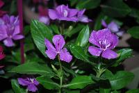 Soiree™ Double Catharanthus Orchid -- New from Suntory Flowers as seen @ Spring Trials, 2016. A new color to add to the Soiree™ Double series of Catharanthus: 'Orchid' which adds to existing 'White' and 'Pink'.