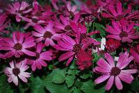 Senetti™ Pericallis Ruby Red -- New from Suntory Flowers as seen @ Spring Trials, 2016. A new color to add to the Senetti™ series of Pericallis named, aptly, 'Ruby Red', a deep and rich color for any garden, container or landscape.