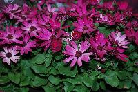 Senetti™ Pericallis Ruby Red -- New from Suntory Flowers as seen @ Spring Trials, 2016. A new color to add to the Senetti™ series of Pericallis named, aptly, 'Ruby Red', a deep and rich color for any garden, container or landscape.