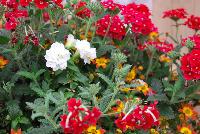  COMBO Bee Gorgeous -- New from Suntory Flowers as seen @ Spring Trials, 2016.  A Bee-you-tee-ful combination featuring Beedance™ Bidens 'Red Stripe', Temari™ Verbena 'Trailing Cherry Red' and Surfinia® Summer Double® 'White'.