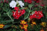  COMBO Bee Gorgeous -- New from Suntory Flowers as seen @ Spring Trials, 2016.  A Bee-you-tee-ful combination featuring Beedance™ Bidens 'Red Stripe', Temari™ Verbena 'Trailing Cherry Red' and Surfinia® Summer Double® 'White'.