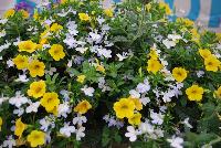  COMBO Sunny Skies -- New from Suntory Flowers as seen @ Spring Trials, 2016.  A  new combination featuring Lobelia 'Trailing White', Million Bells® Calibrachoa 'Mounding Neon Yellow' and Temari™ Verbena 'Trailing Blue'