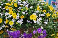 COMBO Sunny Skies -- New from Suntory Flowers as seen @ Spring Trials, 2016.  A  new combination featuring Lobelia 'Trailing White', Million Bells® Calibrachoa 'Mounding Neon Yellow' and Temari™ Verbena 'Trailing Blue'