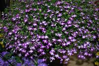  Lobelia trailing Purple with Eye -- New from Suntory Flowers as seen @ Spring Trials, 2016.