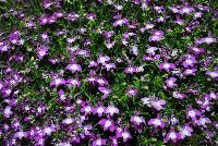  Lobelia trailing Purple with Eye -- New from Suntory Flowers as seen @ Spring Trials, 2016.