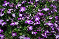  Lobelia trailing Purple with Eye -- New from Suntory Flowers as seen @ Spring Trials, 2016.