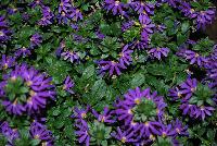 Surdiva® Scaevola Blue Violet -- New from Suntory Flowers as seen @ Spring Trials, 2016.