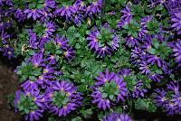 Surdiva® Scaevola Blue Violet -- New from Suntory Flowers as seen @ Spring Trials, 2016.