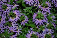 Surdiva® Scaevola Light Blue -- New from Suntory Flowers as seen @ Spring Trials, 2016.