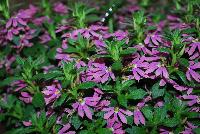 Surdiva® Scaevola Fashion Pink -- New from Suntory Flowers as seen @ Spring Trials, 2016.