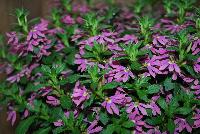 Surdiva® Scaevola Fashion Pink -- New from Suntory Flowers as seen @ Spring Trials, 2016.