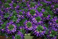 Surdiva® Scaevola Blue Violet -- New from Suntory Flowers as seen @ Spring Trials, 2016.